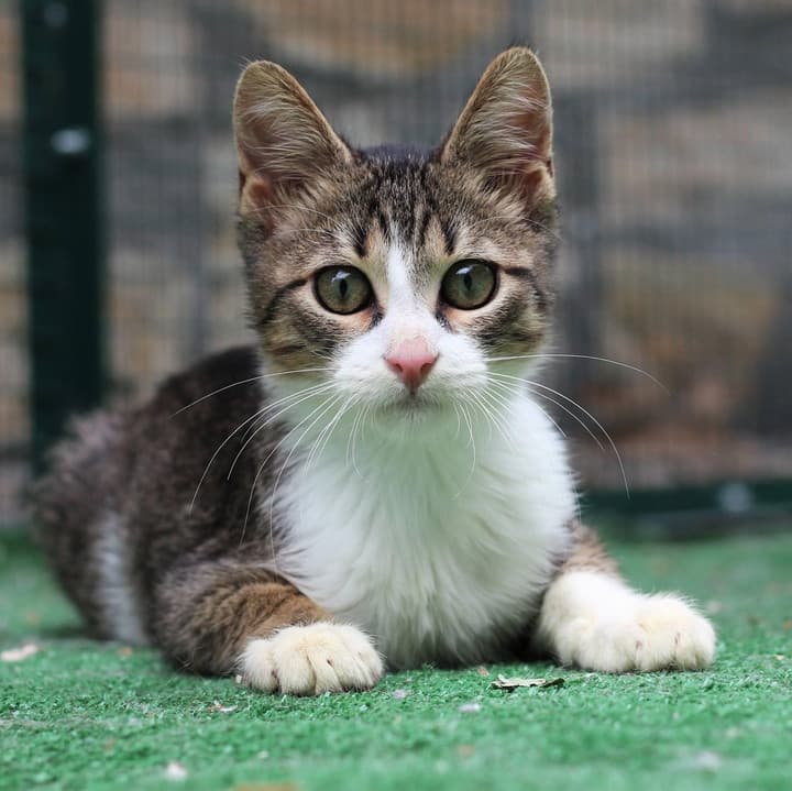 cat